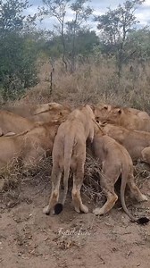 153K views · 3.1K reactions | Food Fight in the Jungle — Only One King Eats First!  The feast turns wild! 女 When the pride hunts together, the real challenge begins — who eats first?  Power, hunger, and pride — the true law of the jungle!  #LionFight #JungleDrama #WildlifeMoments #NatureVibes #LionKing #SafariLife #fblifestyle #ViralReel #WildReel #wildlife | Fyado fun | Facebook