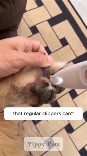 3 comments |  Soft paws, bright smiles! | YIPPY PETS | Facebook