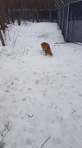 726K views · 1.3K reactions | This red fox is having the time of his life playing with his squeaky toy. So adorable! | Rumble | Facebook