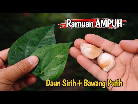 Ternyata Ini EFEKNYA DAUN SIRIH CAMPUR BAWANG PUTIH ‼️