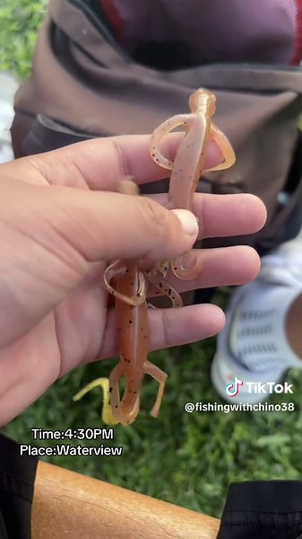 Fishing with Dead Shiners: Lure Techniques