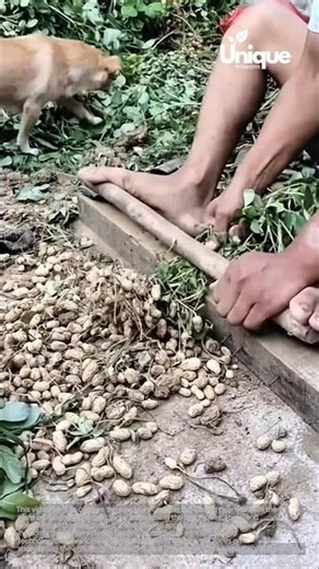 Peanut separation: removing peanuts from the plant by hand