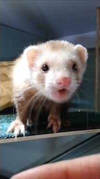 Ferret Collection Day 🦦 What to Pack (Beginner’s Guide)