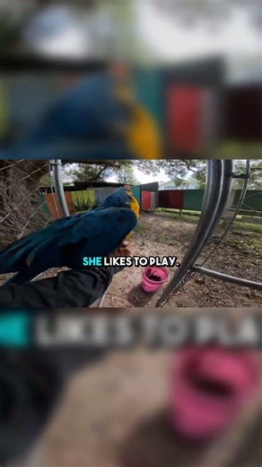 Meet Coco: My Playful Bird Buddy Who Loves to Explore!