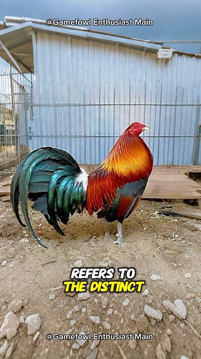 66K views · 3.1K reactions | The History of Blueface Hatch Gamefowl #bluefacehatch #bluefacehatchgamefowl #gamefowlhistory | Gamefowl Enthusiast | Facebook