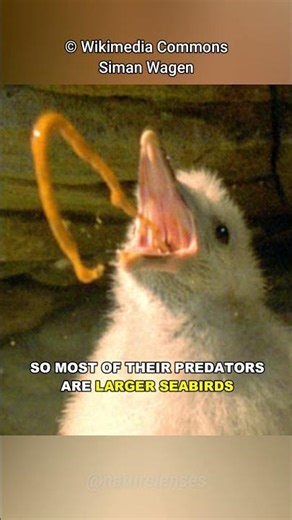 This Bird Uses Vomit To Defend Itself!