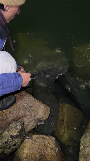 Bryan on Instagram: "First fish on a dark sleeper was a baby Angel shark I’ve had that thing sitting in my shelf for over 6 months got tired of looking at it and forced myself too see what bit it fs didn’t expect it🤙🏾 Shoutout the homie @socal.jiggin for the clip u know we stay bit whenever we link up🤙🏾🔥 . . . . . Reel- salty hundo 50 with 30lb braid 20lb leader Rod- MH irod Lure- 3/4 dark sleeper"