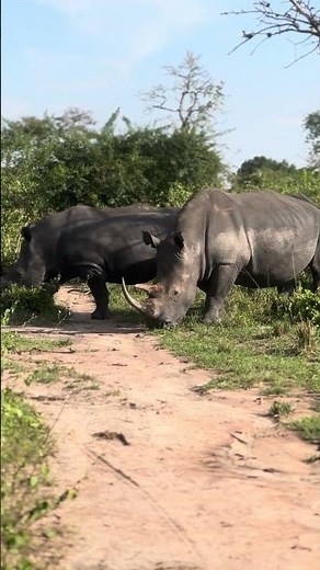 Southern white rhinos
