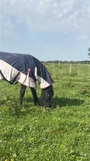 4. Follow Our Friesians Through the Seasons