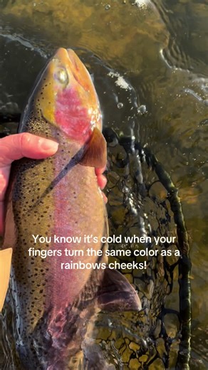 Tips for Successful Winter Fly Fishing in Wyoming