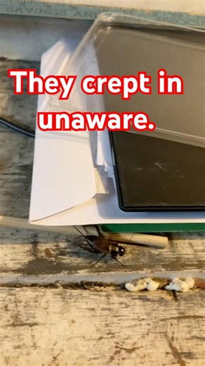 They crept in unaware.🕊️#knowledge #godsteachings #understanding #bible #caution #blessgod #forever