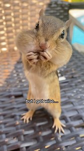 459K views · 10K reactions | The cutest little devils  #chipmunks | Van Gogh the Chippy | Facebook