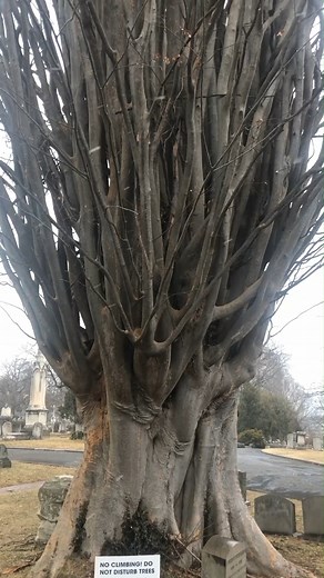 96K views · 2.8K reactions | This Caucasian Zelkova (Zelkova...