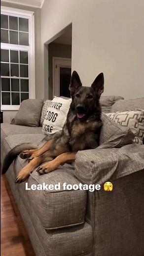Leaked footage of the Michigan werewolf 🫣 #reels #sadiethesableshepherd #funny | Sadie the sable shepherd