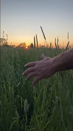 Gladiator Wheat Field Scene - #classicmovies #russelcrowe #maximusdecimusmeridius #gladiator