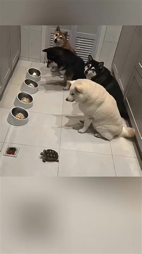 87K views · 3.6K reactions | The Second dog is facing Peer Pressure 﫣( #hashtagfbreelsvideo | Heartfelt Stories | Facebook