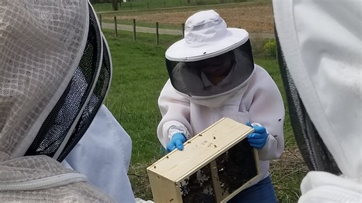 Free beekeeping school for military veterans will be available in 2026