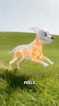 What Happens When Your Dog Eats STEAK?