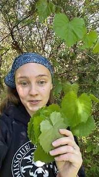 Making dolmas with wild foraged grape leaves! #foraging #ediblewildplants #grapeleaves