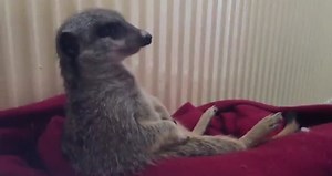 Meerkat falling asleep whilst sitting up