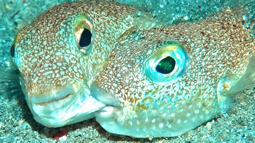 The most amazing newly discovered species, incredible plants and animals found in just one year