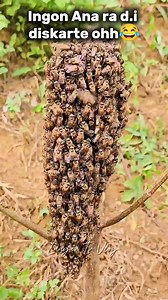 829K views · 5.9K reactions | Try daw ni ninyo #fbreelsfypシ゚ #fypシ #everyonefollowers #highlights #everyone #trendingnow #beekeeping | Laagan Tv Vlog | Facebook