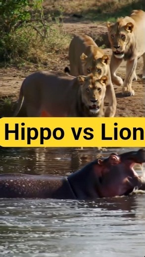 Hippo vs Lions | African Savannah#savana#youtubeshorts
