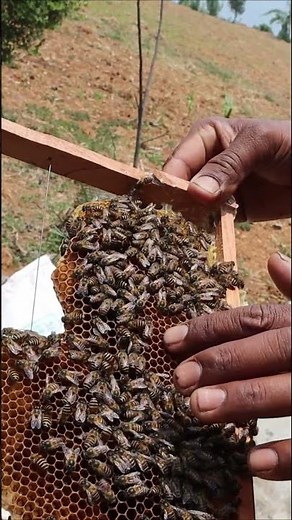 Exclusive: Bee farming in Nepal