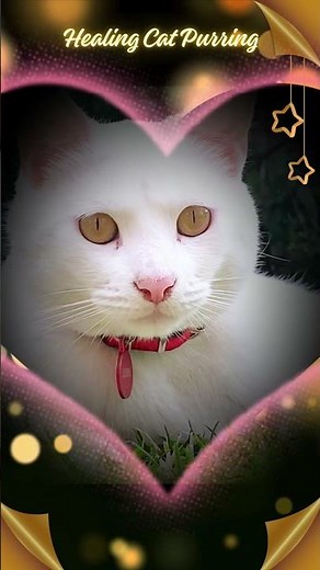 Healing Cat Purring | Relaxing Cat Sounds #cat #catpurring #asmr #cozynights #healing