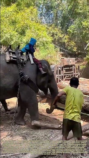Lifting Heavy Timber: How Trained Working Elephants Streamline Remote Forest Log Loading