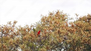 Rare parakeet (Psittacara leucophthalmus) known as araguari or maracanã. Red is very rare because it has "lutin" or "lutinism" pigmentation.