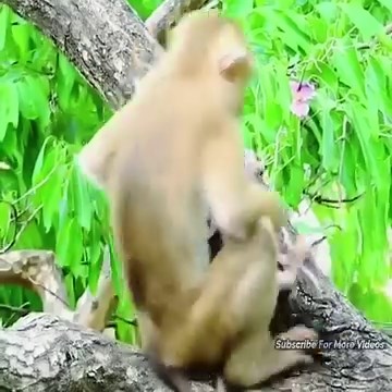 OH, The-little baby monkey cried-in-fear, was-kidnapped-by-the-young-female-skillful-moves-&-warned | Viral Monkey