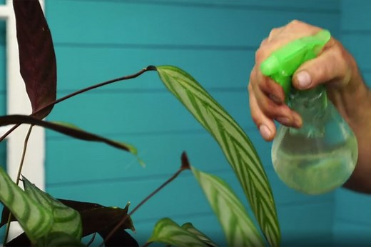 Calathea entretien : astuces pour des feuilles éclatantes et saines