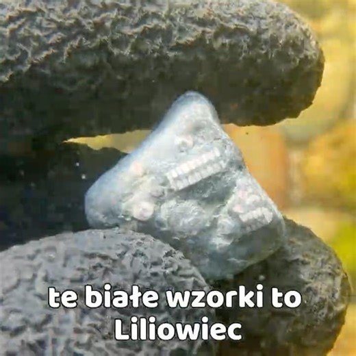 NATURALNE SKARBY BAŁTYKU #nurkowanie #bałtyk #scubadive