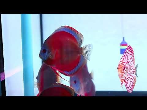 Rose Red Discus (blue face blue rim) - by Galaxy Discus