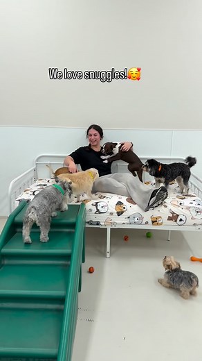 Cuteness overload!😍 who’s the ultimate cuddle buddy? | Wags & Wiggles Dog Daycare