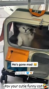 Zoomed funny cutie cats 🤣💙🐈 I can't stop laughing watching them #petfriendlyhk #barbiecatlover #petcare #catlovers #love #cat #petlovers #pets | Barbie Nathazha
