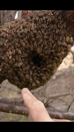 Discovering the Queen: Inside a Swarming Japanese Honeybee Ball