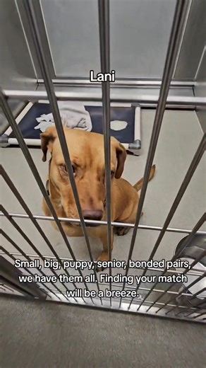 4.1K views · 157 reactions | Today kicks off our FREE adoption...