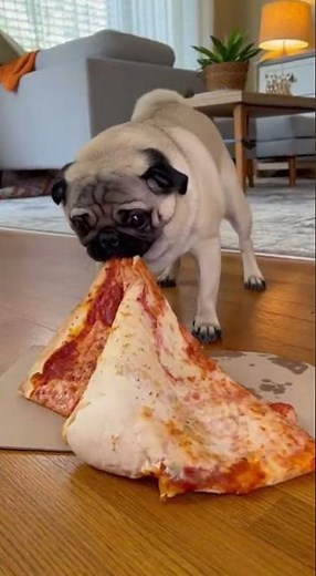 A pug tries to eat a piece of pizza three times its size