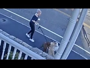 Woman speaking out after her pet was attacked by two unleashed dogs in Clinton