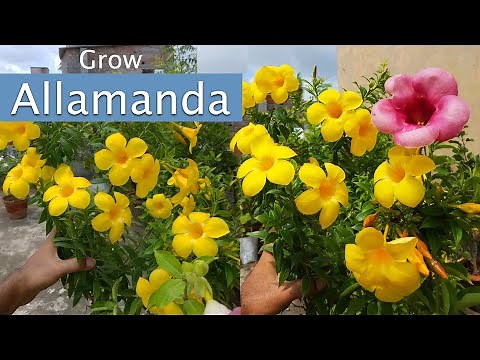 Allamanda Plant Care, Allamanda Flower || How to Grow Allamanda flowers in Pots.
