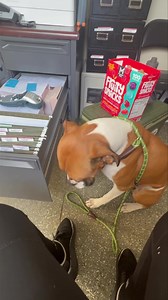 Another boy surrendered to our shelter partner. Our volunteer dropped everything to go get him when she heard he was shivering in the corner of his kennel. For those of us who have owned dogs before, you know them as your babies. You feel their joy when you give them a special treat, your mouth curves into a smile when they get so excited you are home. They lay across us while we watch TV, they protect us when the mailman comes, and they give us every ounce of the love inside them. But believe i