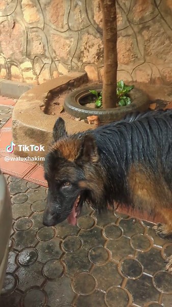 Exploring Ugandan Dog Breeds: GSD Love