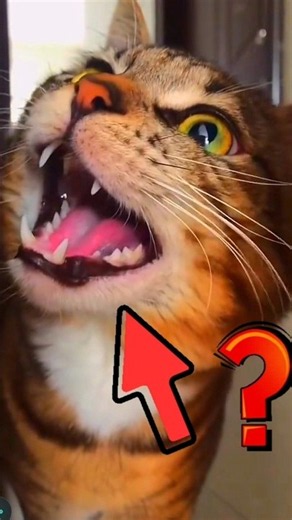 What your cat is really saying when it meows