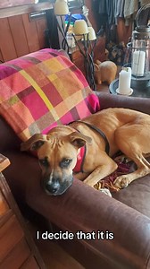 2.3K views · 78 reactions | DAY IN THE LIFE OF FOSTER PUP FERRIS...