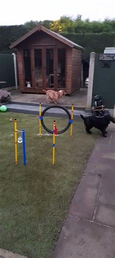 Cocker Spaniel Tia #dogs #Training Disappearing Act #fun