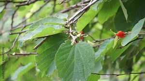 Helicteres isora (Also called the Indian screw tree, Idampiri valampiri, kayu ules, S̄amunpra pai ka bid, Modi modika, ulet ulet). Fruit and root are used in traditional medicine systems of Asia