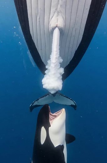 Orca Mother’s Milk: 100 Liters a Day and Lifelong Bond