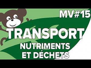 Transporter Nutriments et Déchets MV#15-SVT Collège-Mathrix